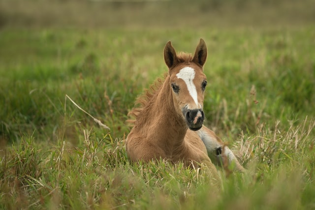 Foal (Baby Horse)