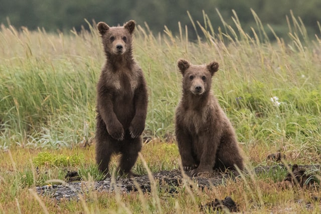 Bear Cub