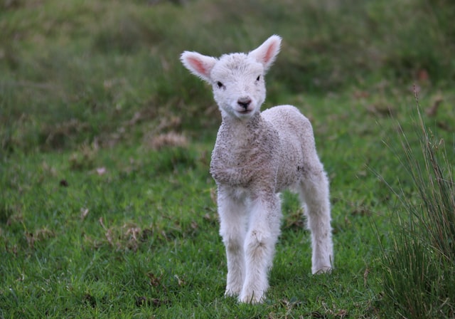 Lamb