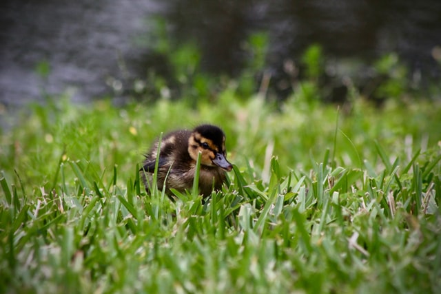 Duckling