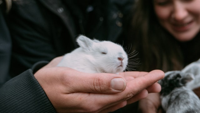 Baby Rabbit