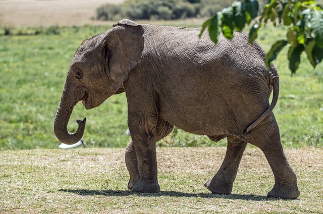 Elephant Cub