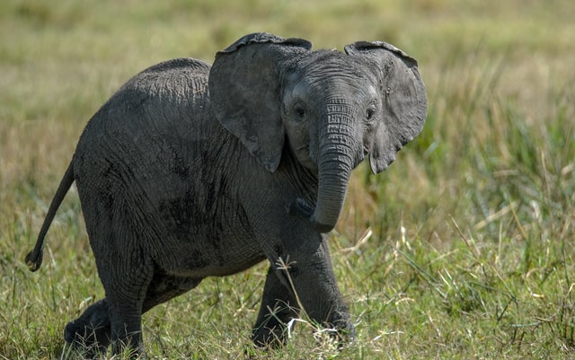 Elephant Cub