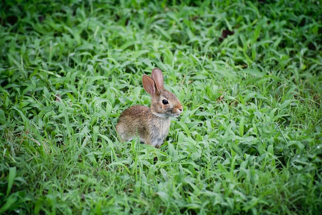 Baby Rabbit