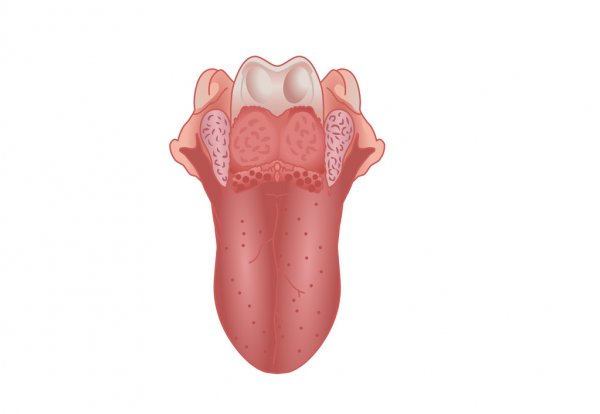 Human Tongue