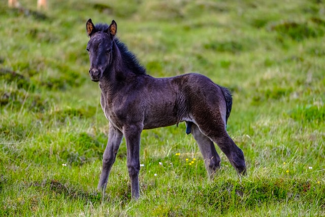 Foal (Baby Horse)