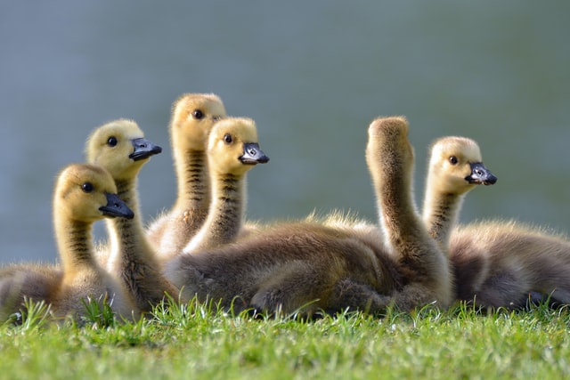 Duckling