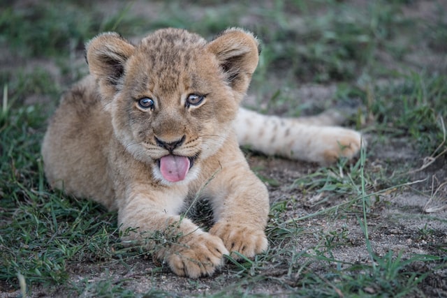 Lion Cub