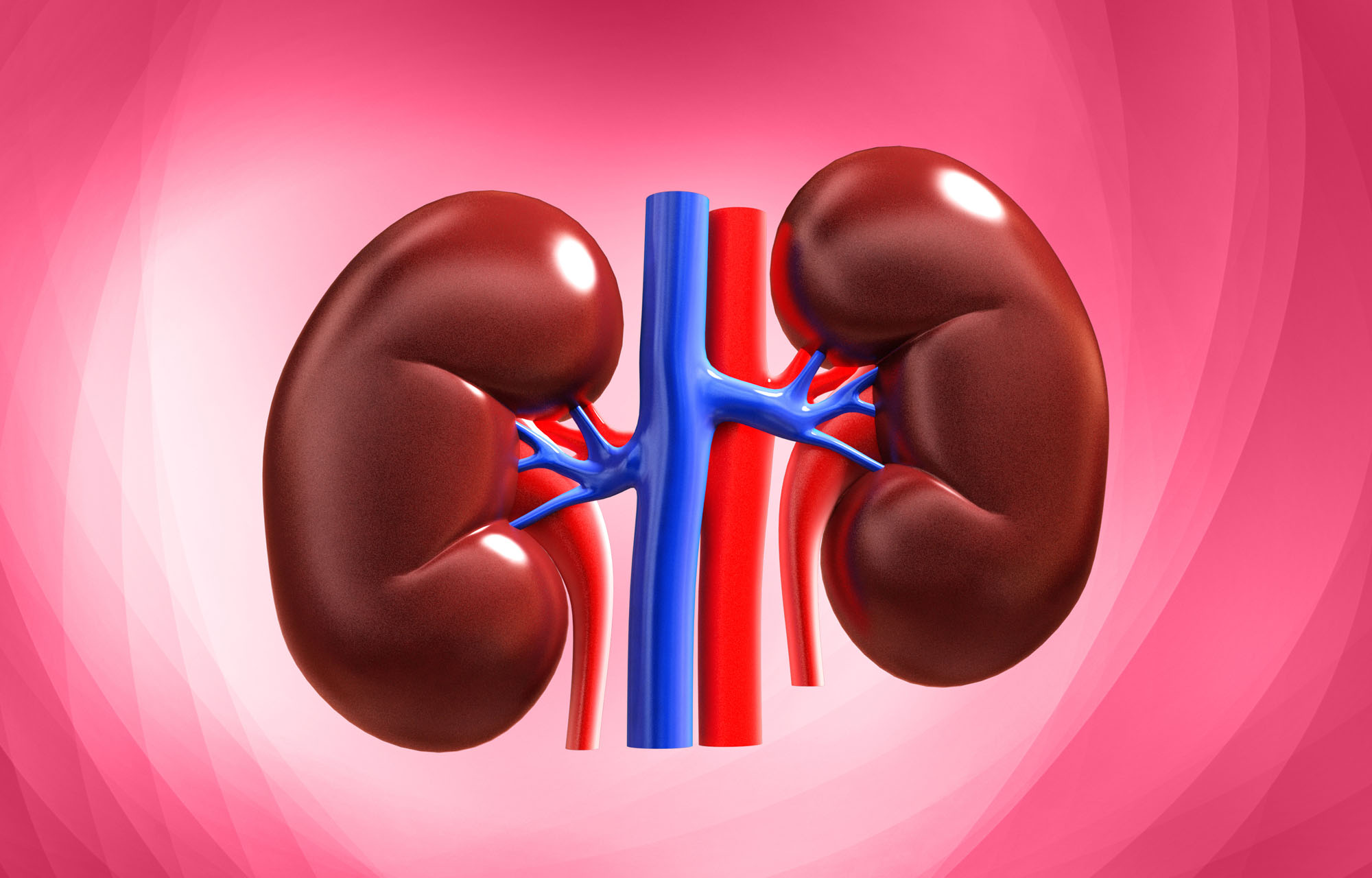 Kidneys