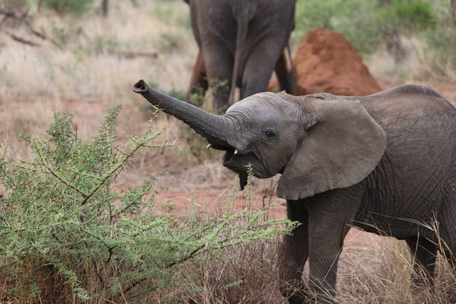 Elephant Cub