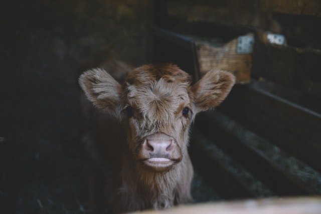 Calf (Baby Cow)