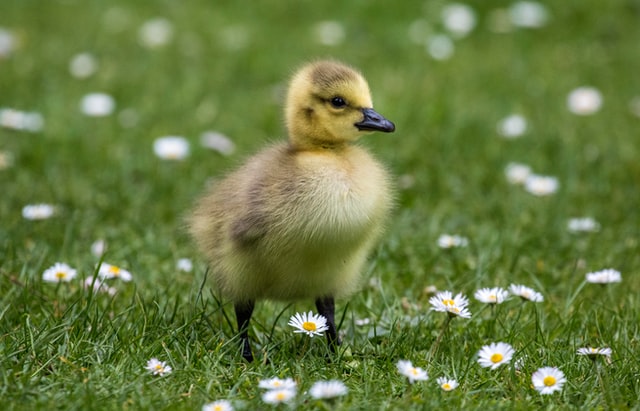 Duckling