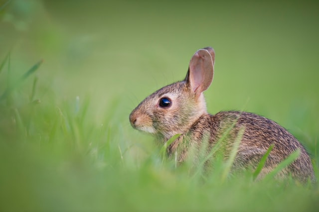 Baby Rabbit