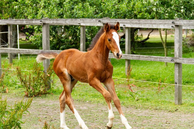 Foal (Baby Horse)