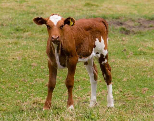 Calf (Baby Cow)
