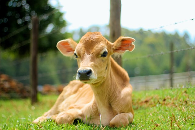 Calf (Baby Cow)