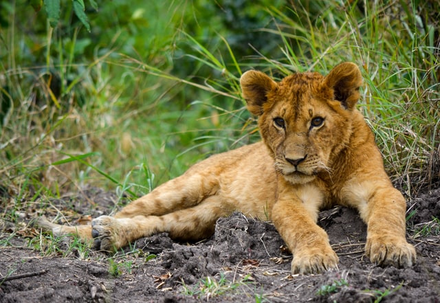 Lion Cub