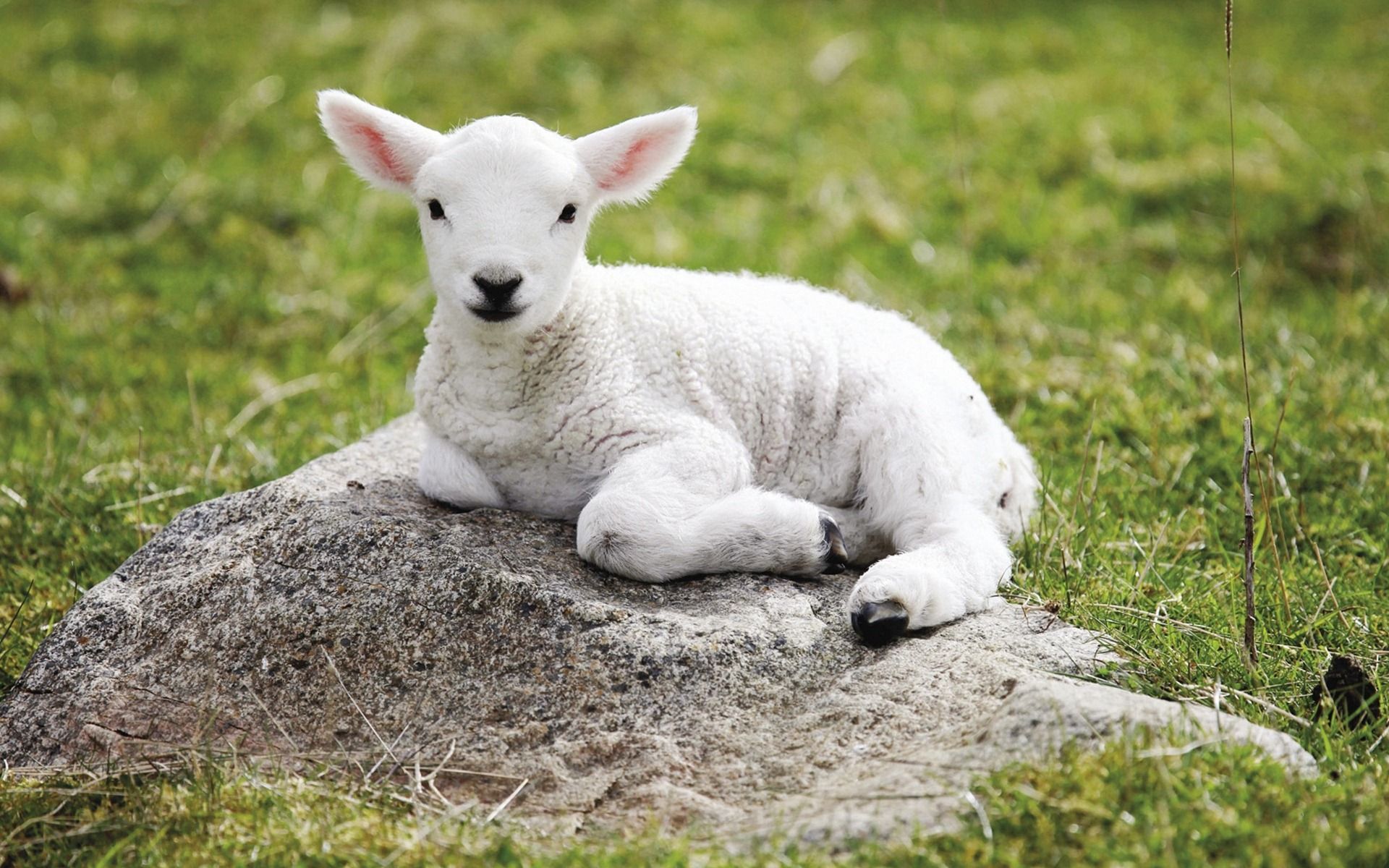 Baby Sheep