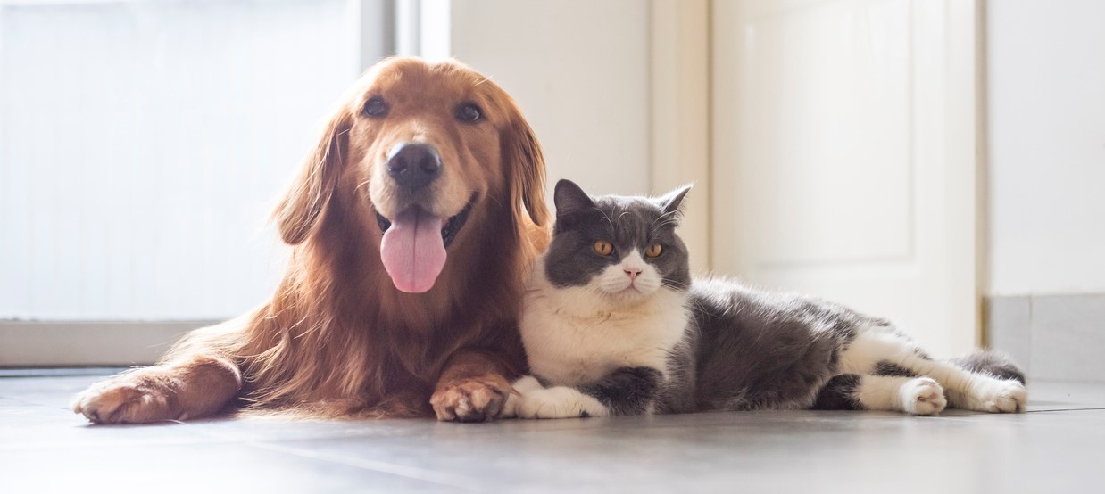 Cats and Dog Pets