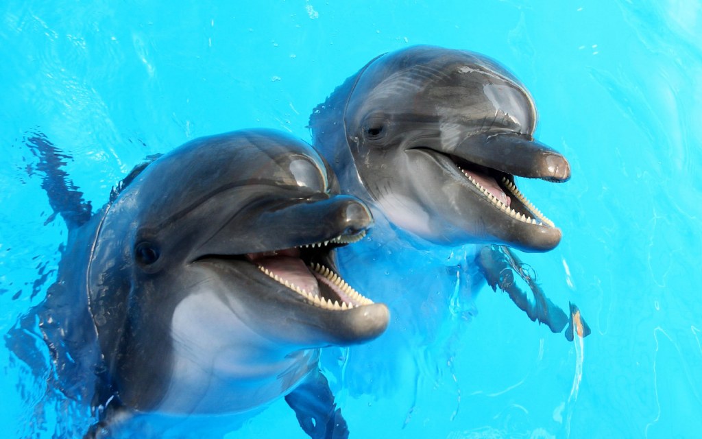 Dolphins