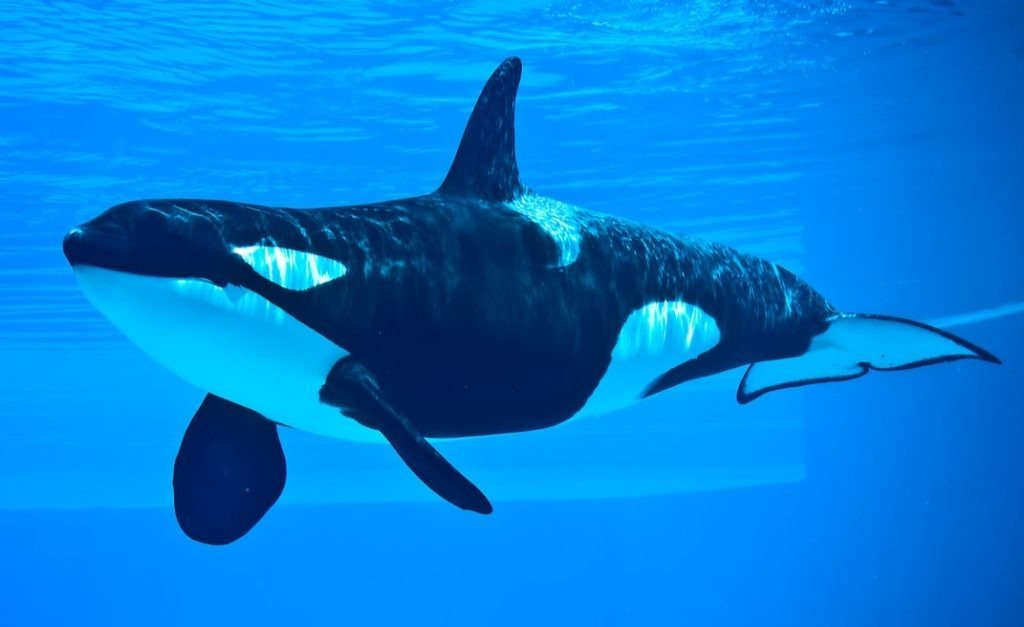 Killer Whale