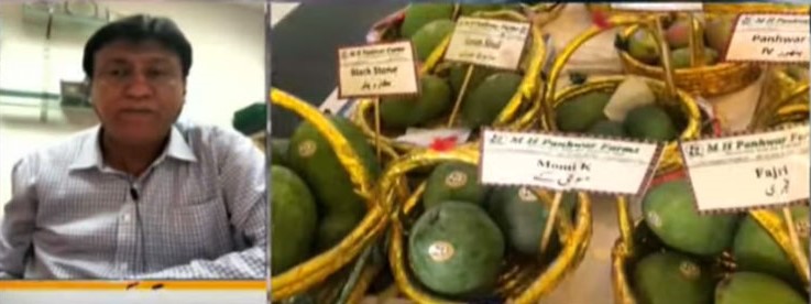 sugar-free mangoes in Pakistan