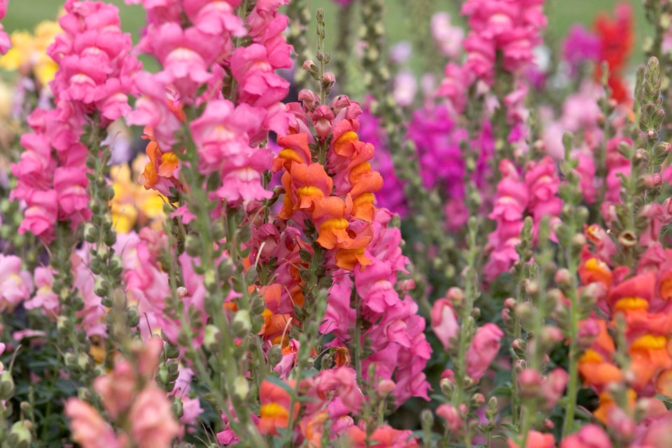 Snapdragon