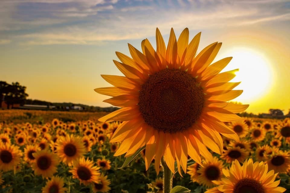 Sunflowers