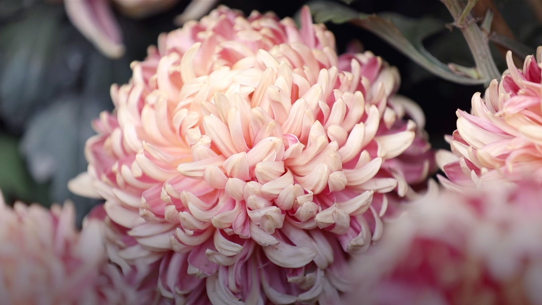 Chrysanthemum