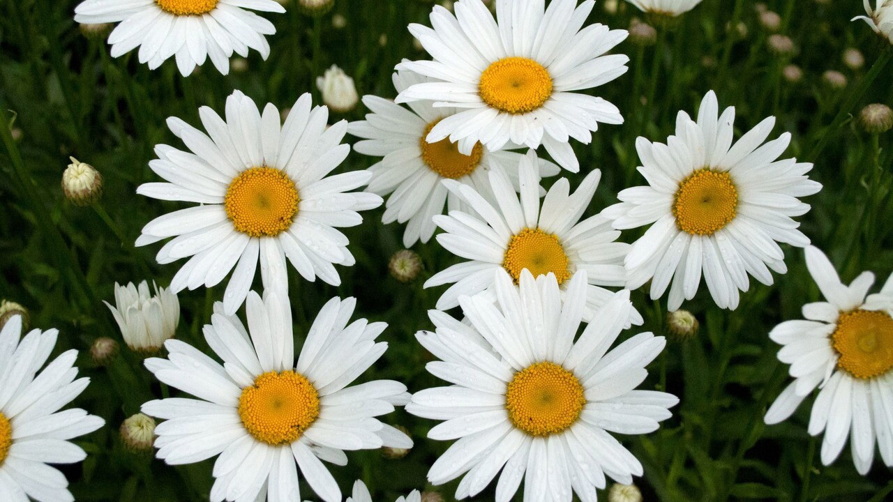 Daisies