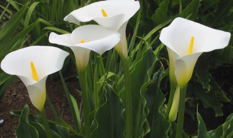 Calla Lilies