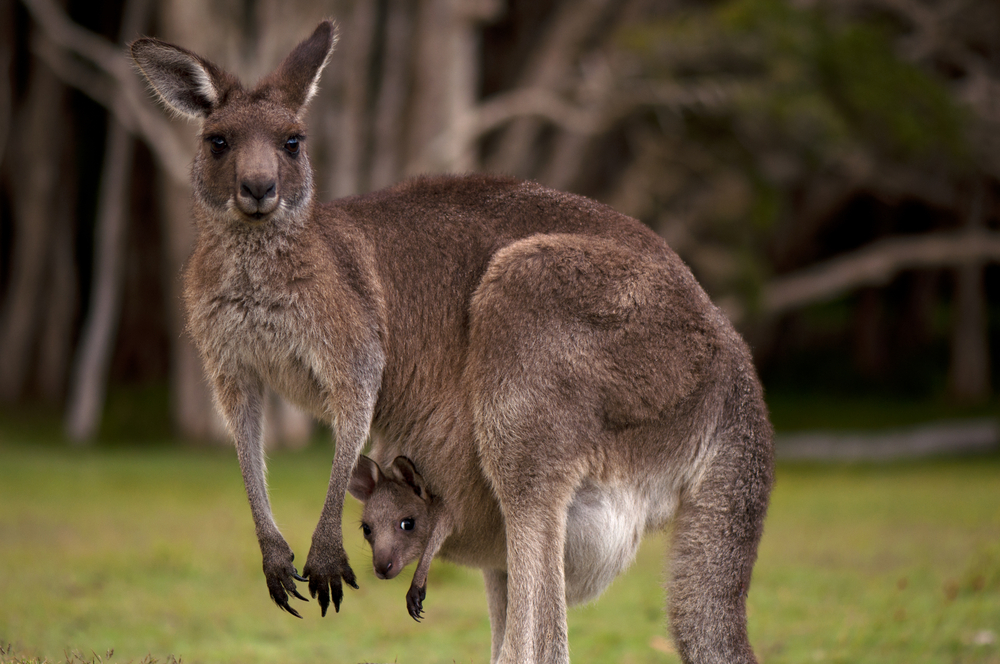 Kangaroo