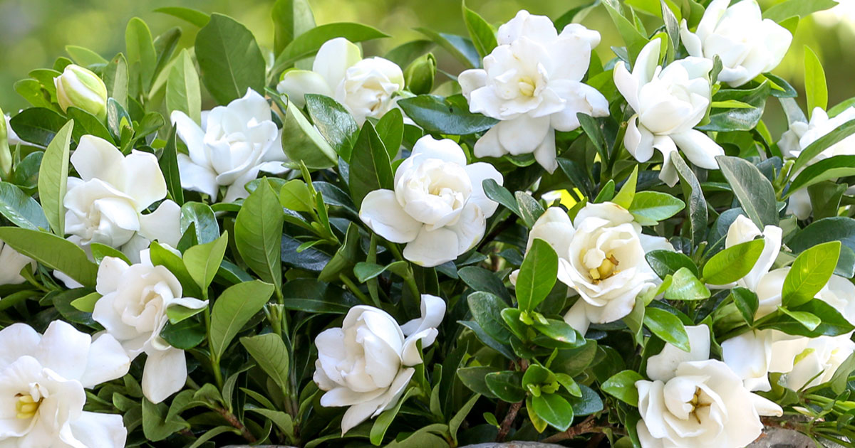 Gardenias