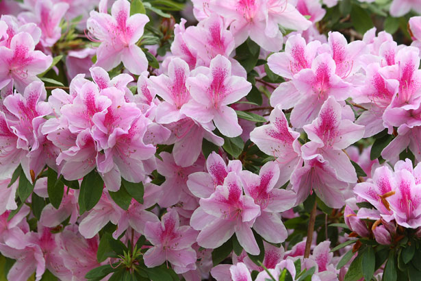 Azalea