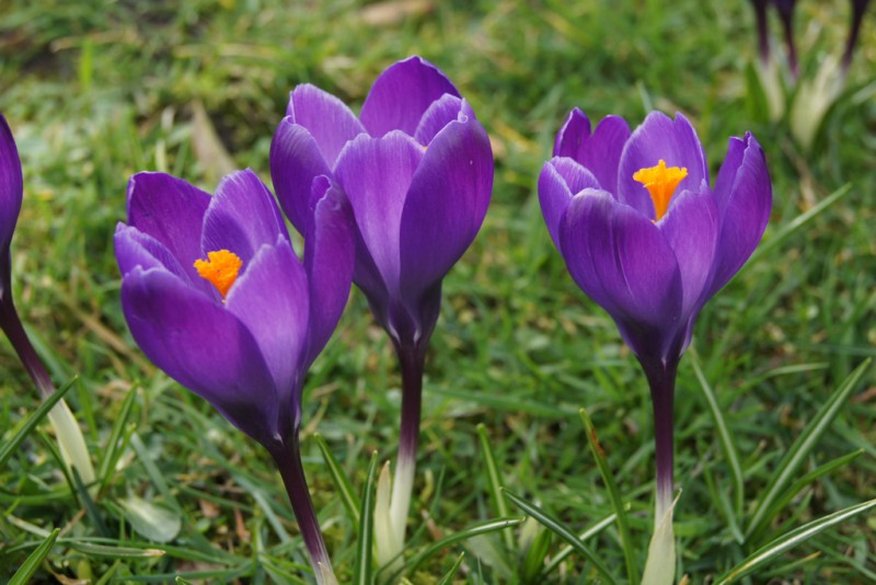 Crocus