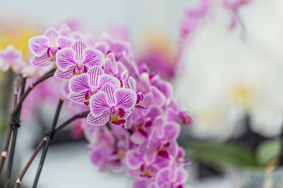 Orchids