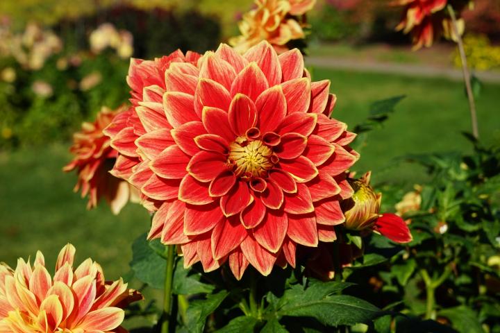 Dahlias