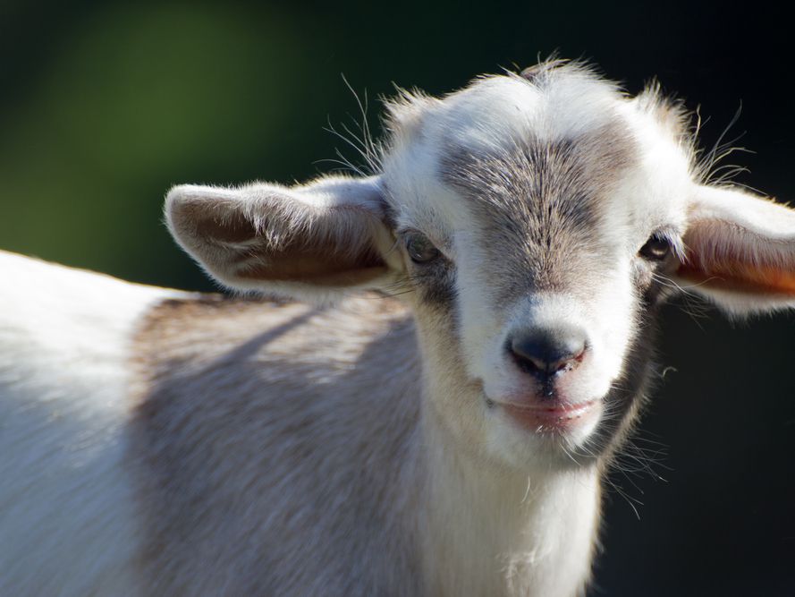 Baby Goat Kid