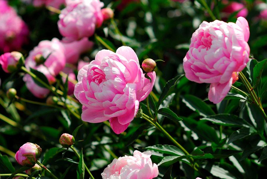 Peonies