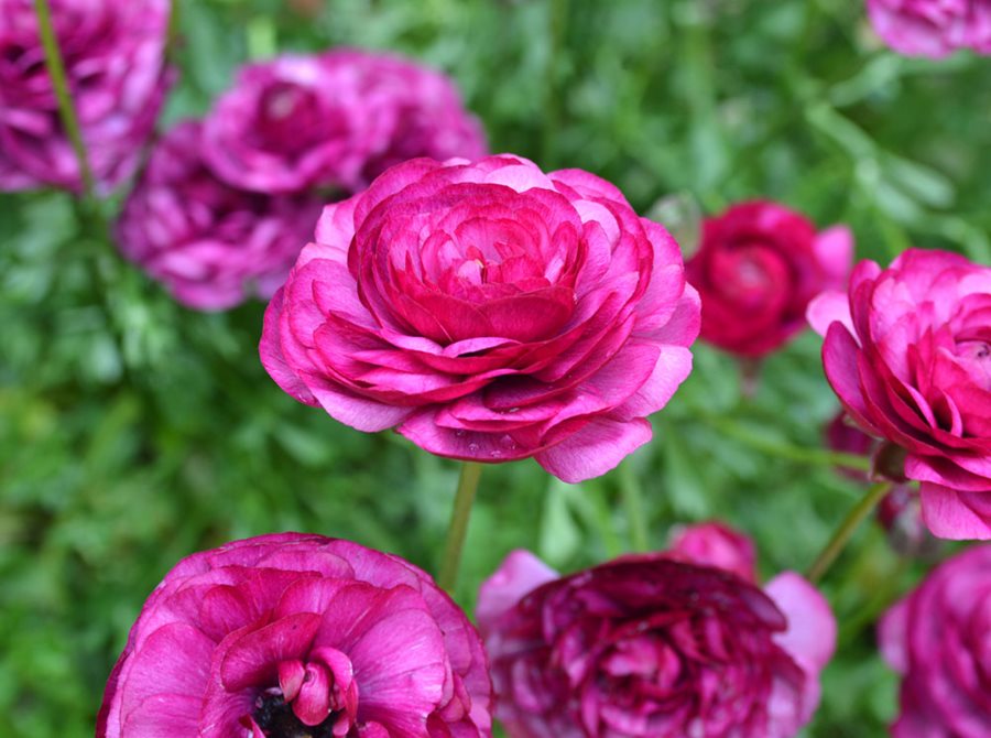 Ranunculus