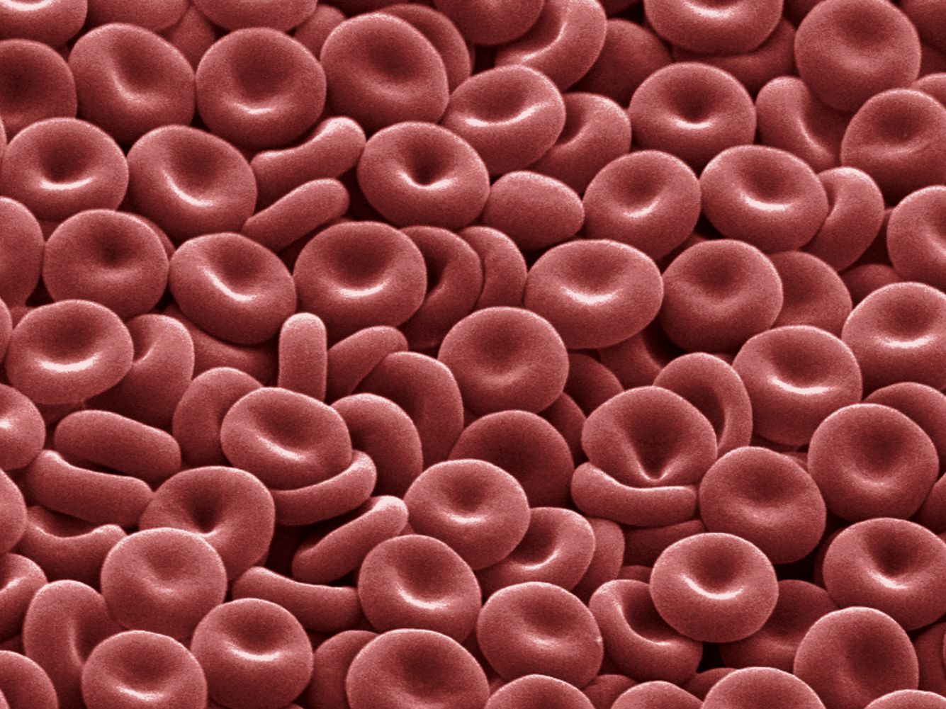 Red Blood Cells