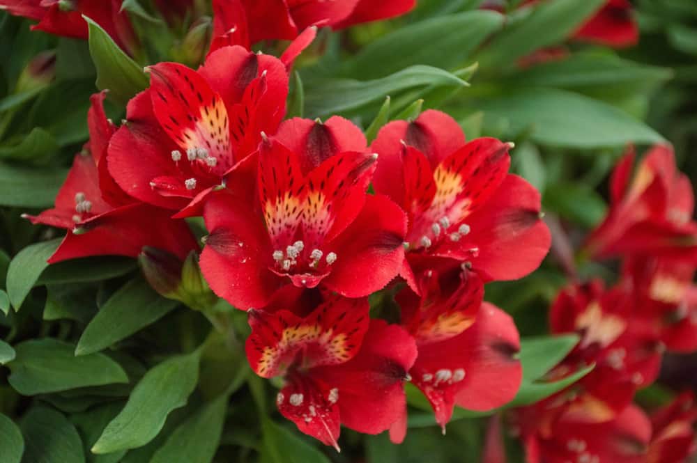 Peruvian Lilies