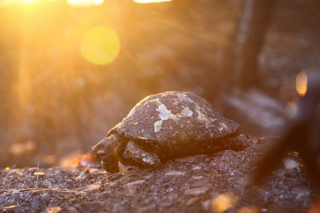 burned turtle in fires