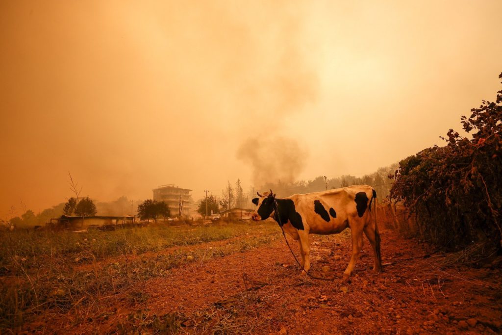 cow in turkey wildfires