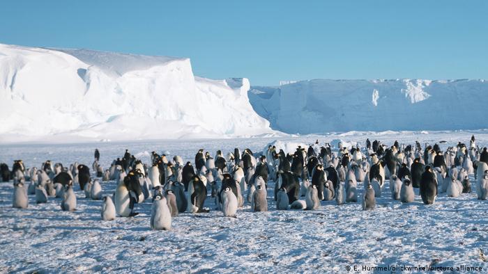 Antarctic Penguins