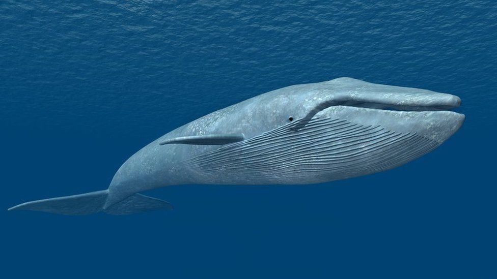 Random Facts Blue Whale