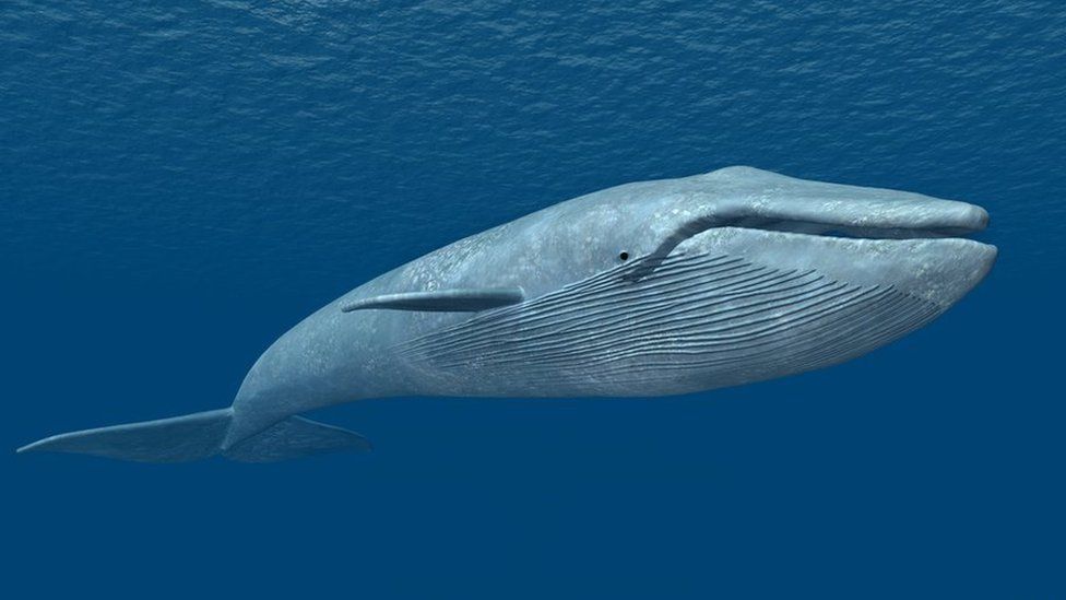 Random Facts Blue Whale 