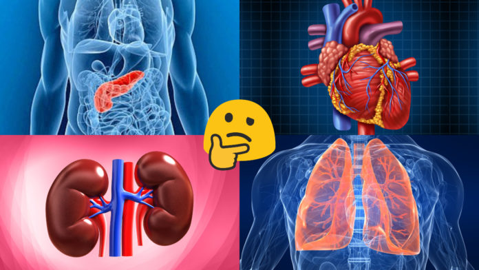 Human Body Organs Quiz
