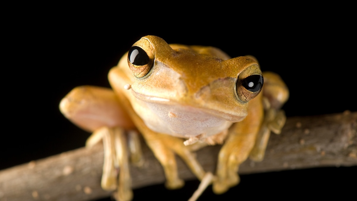 Amphibians Frog