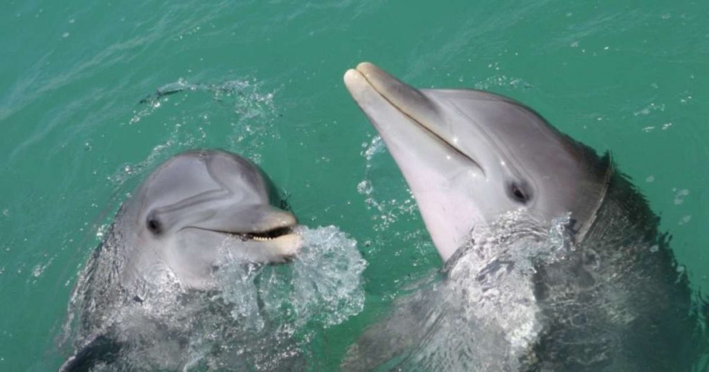 Random Fact Dolphins